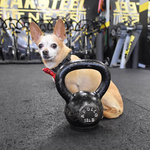 A Dog Named Playboy Steel